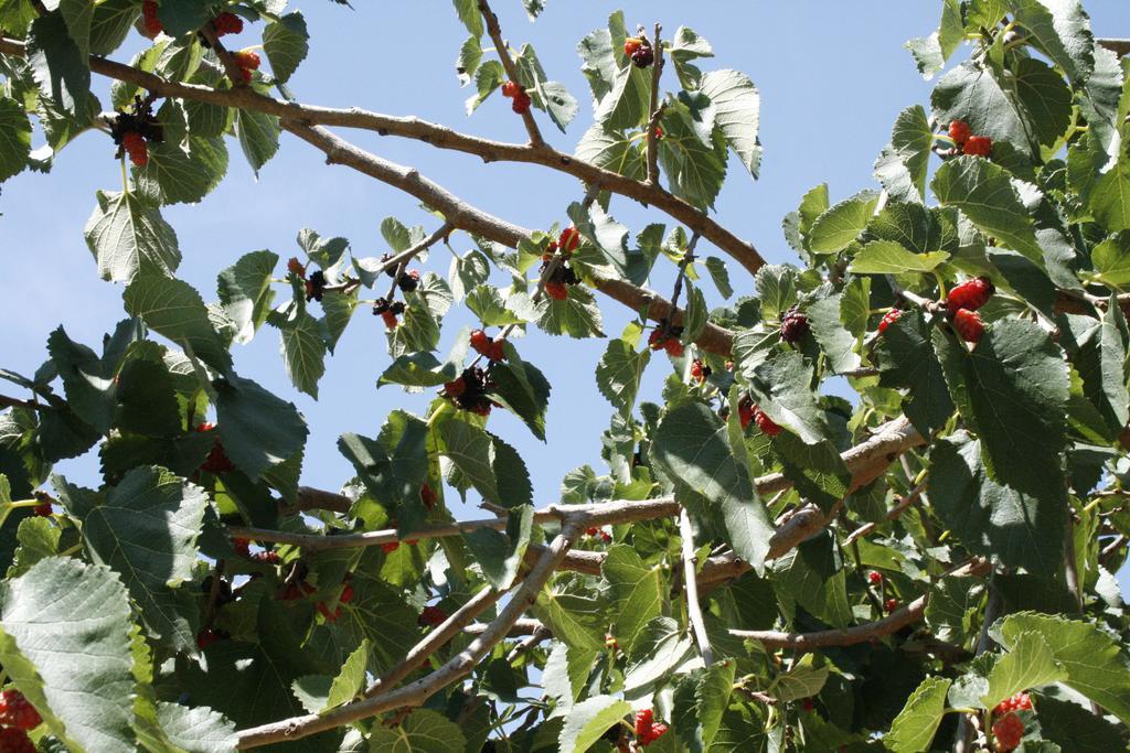 Agriturismo Finazzo Balata di Baida Εξωτερικό φωτογραφία